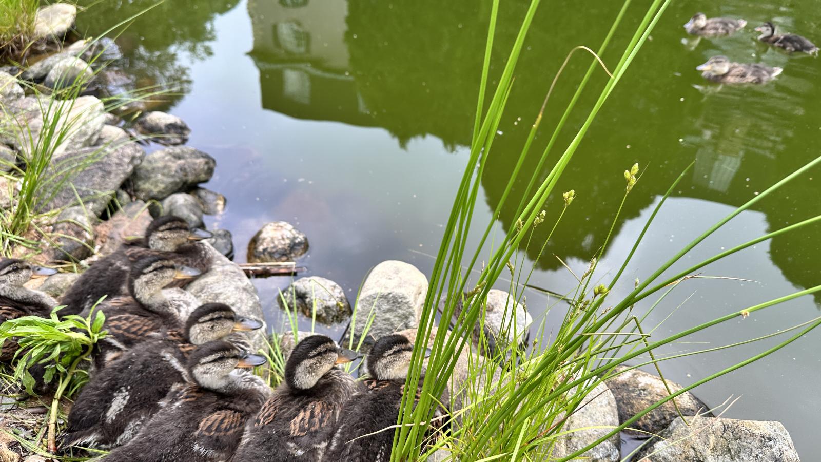 Ducks
